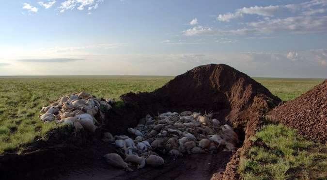 Disasters and Diseases More than 100,000 saigas in Central Asia have died in recent weeks of