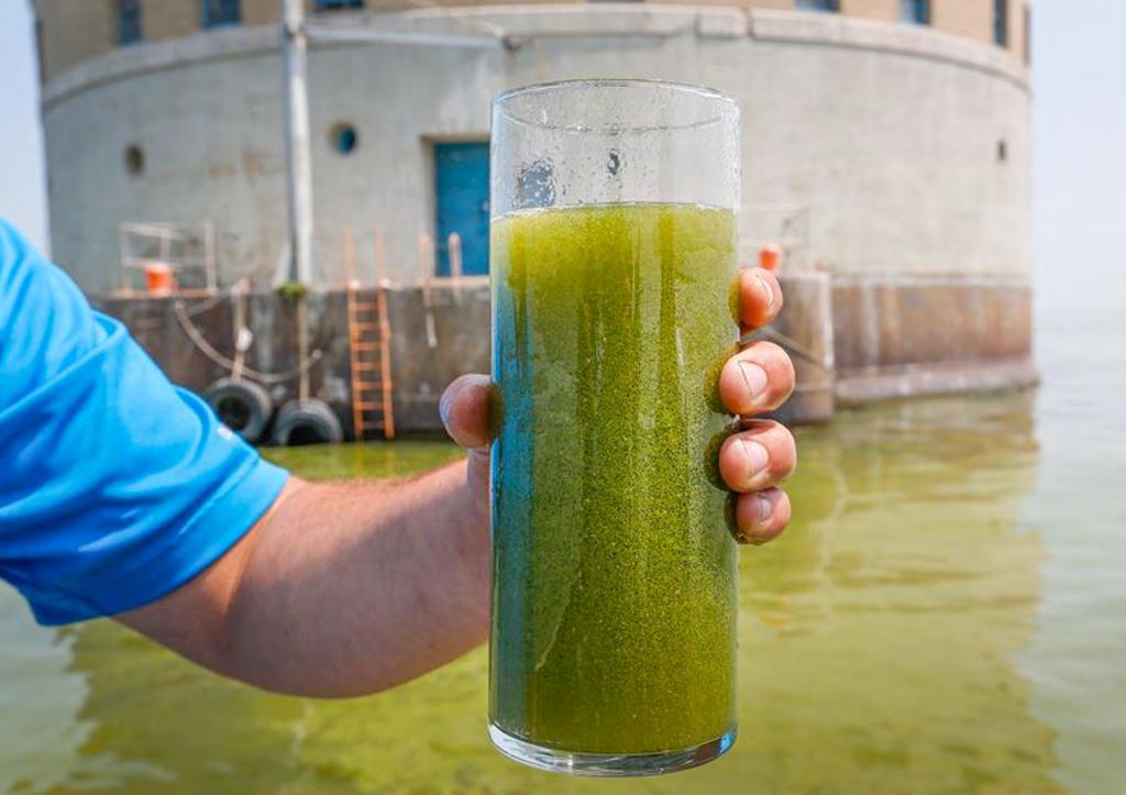We may often think of algae as a potential risk to public and environmental health.