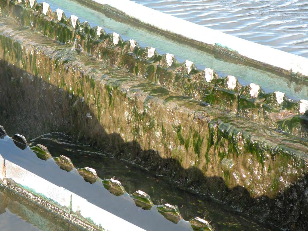 Or perhaps we think of algae as a nuisance algae on secondary clarifier weirs can slough off and interfere