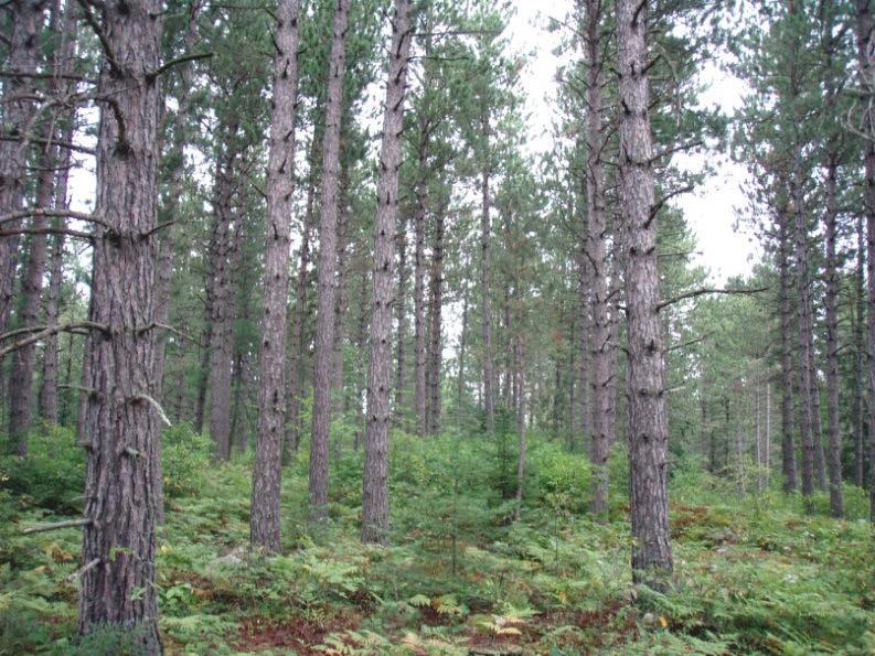 Improve stand condition with harvest Thinning An intermediate harvest treatment designed to reduce stand density of trees primarily to improve growth, enhance forest health, or recover potential