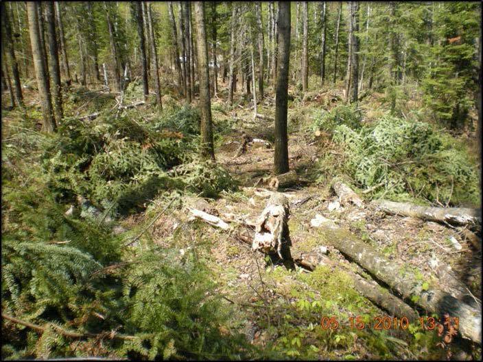 Treatment options may include: cutting of understory trees by hand or mechanical, removal off site of biomass, chipping, crushing or chopping on