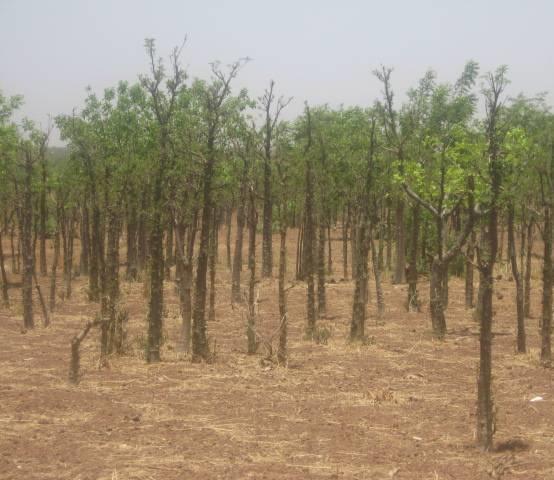 Thème 3: AGROFORESTRY USE OF AGROFORESTRY/ Farmer Managing Natural Regeneration (RNA) A strategy of a land
