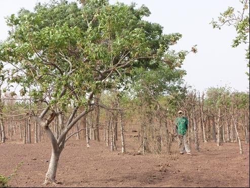 The farmer is not a land owner but he rehabilitated a farm of baobab (Adansonia digitata) which brought 500
