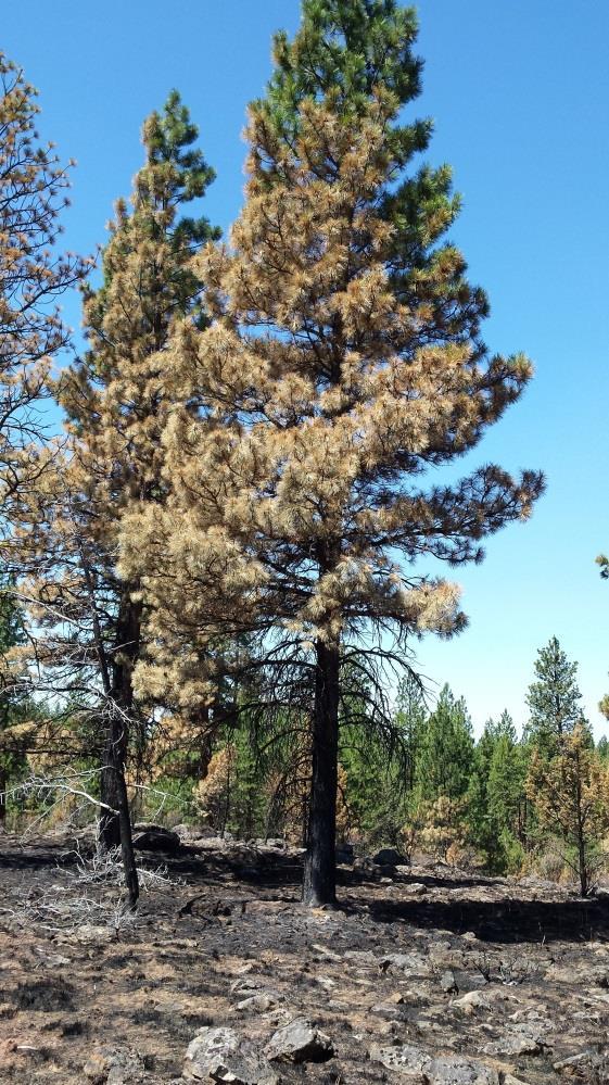 Fire effects. Tree on the left had prescribed fire applied in April, 2015 while the tree on the right did not.