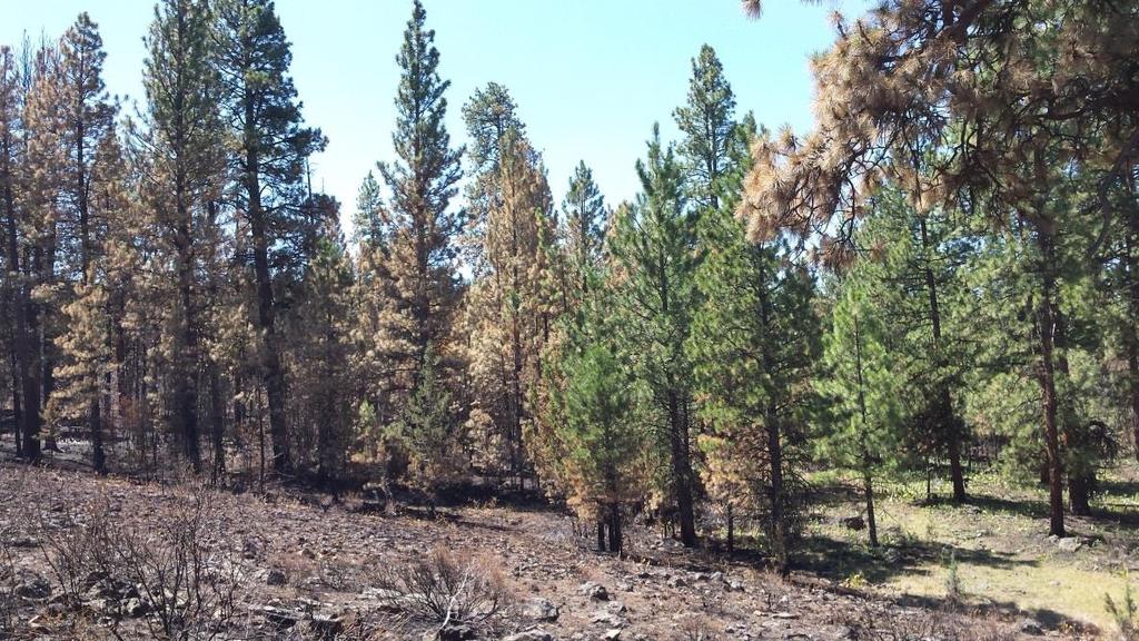 When the July 2015 Corner Cr. fire approached it burned surrounding vegetation but did not impact the tree much at all.