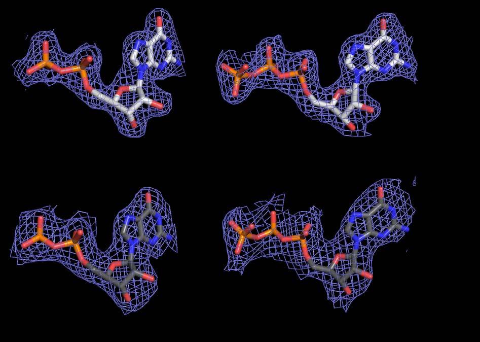 Supplementary Figure 3 The final refined 2Fo-Fc electron density contoured at 1σ for nucleotide in β1 and β2-tubulin subunits of apo T2R-TTL structure (a) and of T2R-TTL-pironetin complex