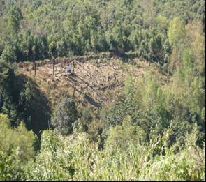 reserve Fuelwood lot in