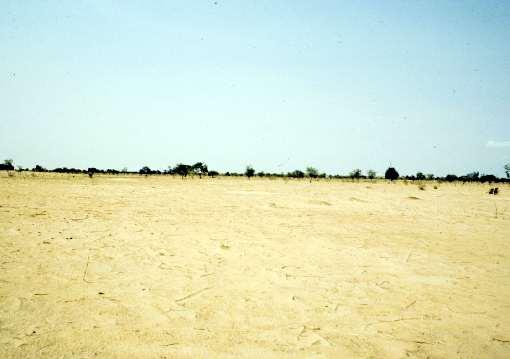Farmer Managed Natural Regeneration In Niger, Tony