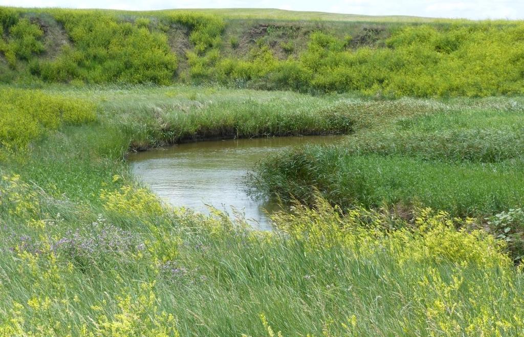 Figure 24. Stony Butte Creek in Medicine Creek #3 Pasture.
