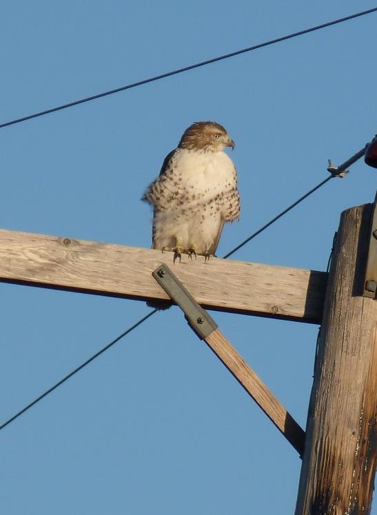red-tailed hawk (photo