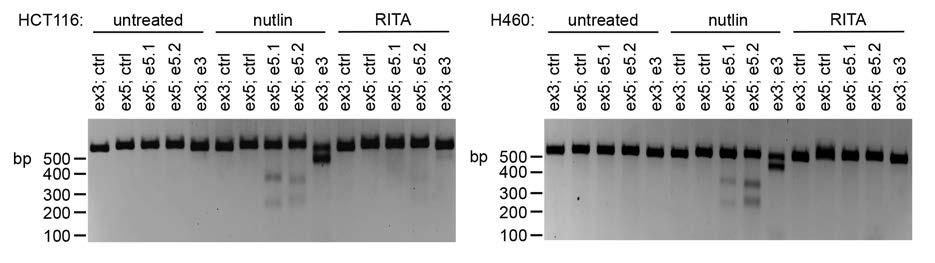 SUPPLEMENTARY RESULTS Supplementary Figure 1. T7 endonuclease assay reveals an enrichment of p53 mutated cells by nutlin but not RITA.