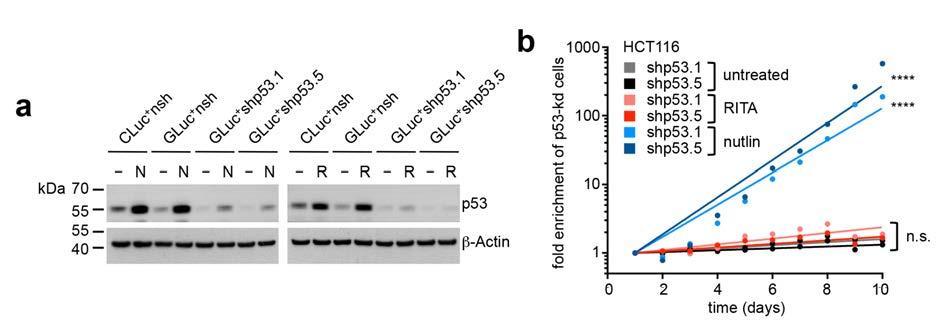 1c was PCR amplified using primers spanning the CRISPR nuclease target sites in TP53 exon 3 (ex3) or exon 5 (ex5). Ctrl, control cells not transfected with CRISPR nucleases; e3/e5.1/e5.