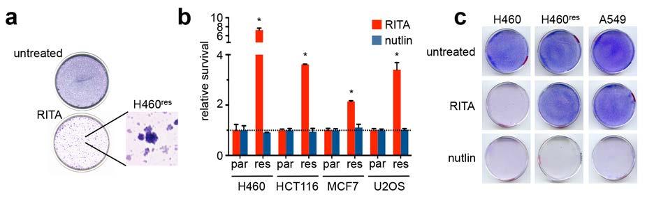 Supplementary Figure 4. Rapid adapation to RITA does not confer cross-resistance to nutlin.