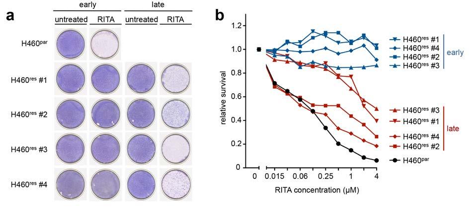 (b) Resistance of indicated parental and RITA-adapted cell lines to 3 day treatment with 1 µm RITA (MCF7: 0.5 µm) or 10 µm nutlin. Shown is the relative survival to parental cells.