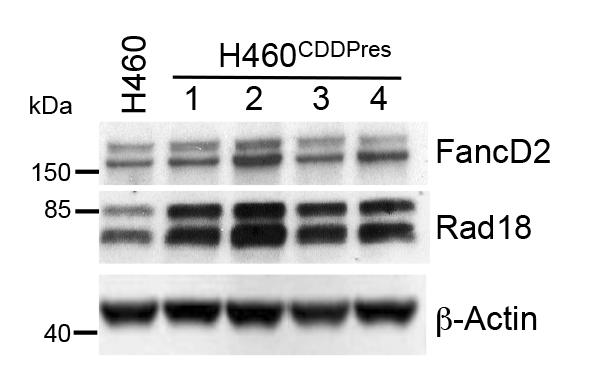 Western blot for Rad18 and FancD2 in RITA resistant H460 cells transfected with two