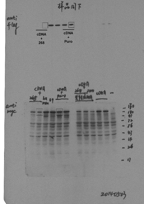The full-length blots of shrna identification are listed as below Identification of shrna268: Left: Representative electrophoresis shows that shrna268 effectively inhibits Ulk4 expression in