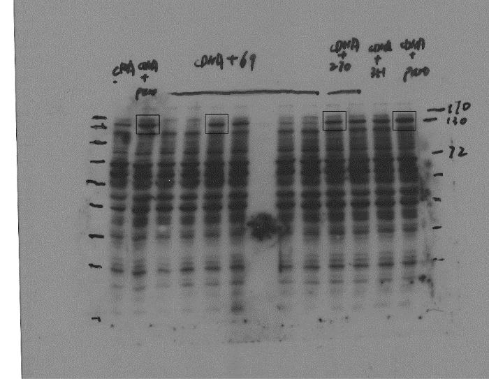 Left: The representative blotting of anti-c-myc reveals different knockdown effects of shrna269 and shrna270.