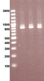 Coa PCR Primers 5 -cgagaccaagattcaacaag-3 5 -aaagaaaaccactcacatca-3 PCR condition 95 C for 4 min 95