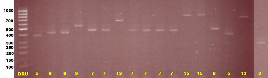 HVR-PCR 3 DRU = 1 strain 5 DRU = 5 strains 6 DRU = 1 strain 7 DRU = 48