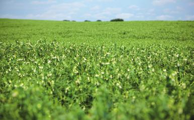 Pea Leaf Weevil Management Guide 16 Why use a seed treatment? Insect pests can severely limit growing success.