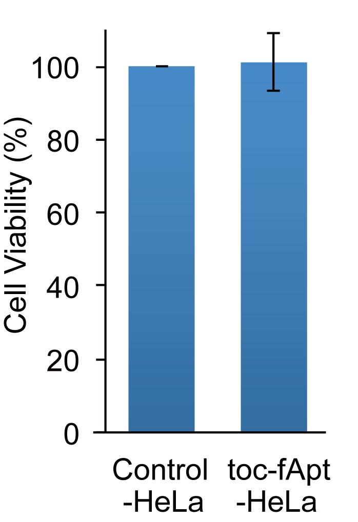 Figure S5. MTT viability assay of toc-fapt-hela cells. Error bars show standard deviations (n = 4). Figure S6.