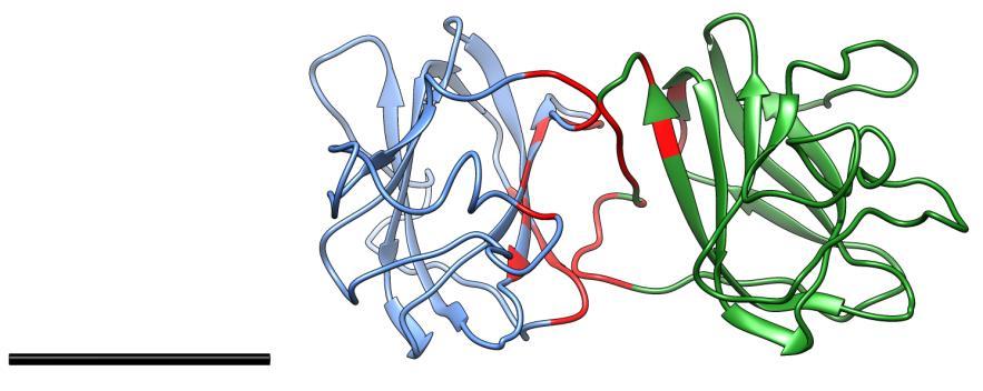 Residues which contribute to the intra-octamer interface are shown in blue and residues involved in the inter-octamer interface highlighted in red.