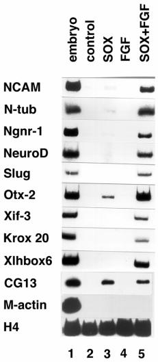 Neuralization by Chd downstream genes 585 Fig. 7. RT-PCR analysis of the explants at the stage 17.