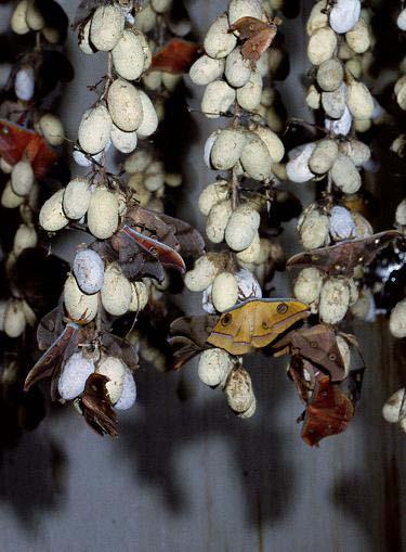 on built Sorted seed cocoons are tied to threads Bunches of cocoons hung