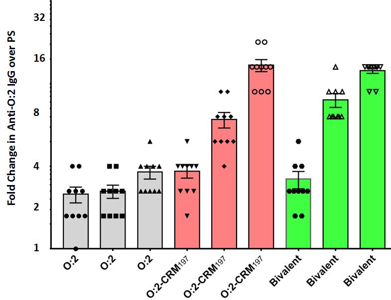 Immunogenicity of Bivalent (Vi-CRM 197 + O:2-CRM 197 ) vaccine in Balb/C Mice: Anti-O:2 IgG response Anti-O:2 IgG -Mice P1: Post Dose 1 (D28) P2: Post Dose 2 (D42) P3: Post Dose 3 (D56) A significant