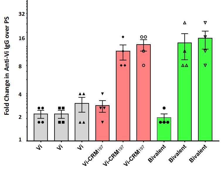 Immunogenicity of Bivalent (Vi-CRM 197 + O:2-CRM 197 ) vaccine in Rabbits: Anti-Vi IgG response Anti-Vi IgG -Rabbit P1 P2 P3 P1 P2 P3 P1 P2 P3 P1: Post Dose 1 (D28) P2: Post Dose 2 (D42) P3: Post
