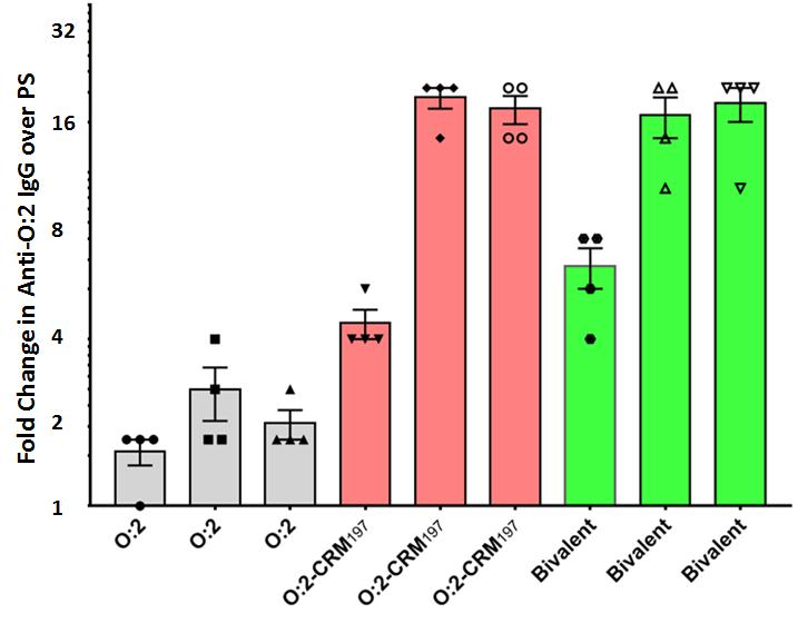 Immunogenicity of Bivalent (Vi-CRM 197 + O:2-CRM 197 ) vaccine in Rabbits: Anti-O:2 IgG response Anti-O:2 IgG - Rabbit P1: Post Dose 1 (D28) P2: Post Dose 2 (D42) P3: Post Dose 3 (D56) A significant