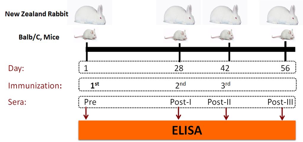 Mice and Rabbit model for Bivalent Pre-clinical Immunogenicity Vaccines used for immunization Groups Vaccine 1 Bivalent (Vi-CRM 197 +O:2-CRM 197 ) 2 Vi-CRM 197 3 O:2-CRM 197 4 Vi (unconjugated) 5 O:2