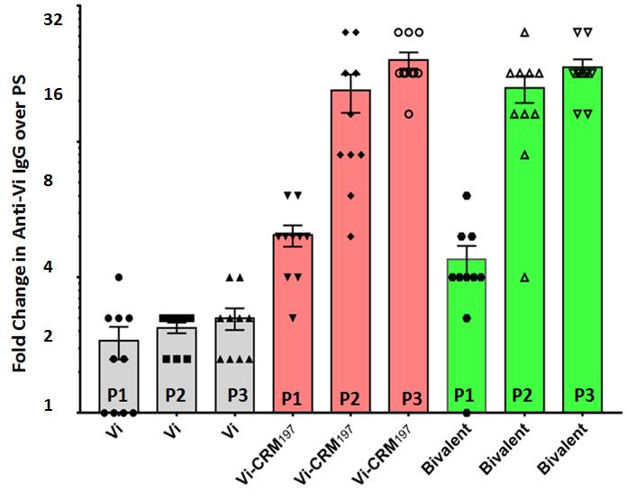 Immunogenicity of Bivalent (Vi-CRM 197 + O:2-CRM 197 ) vaccine in Balb/C Mice: Anti-Vi IgG response Anti-Vi IgG -Mice P1: Post Dose 1 (D28) P2: Post Dose 2 (D42) P3: Post Dose 3 (D56) A significant