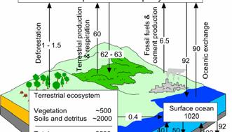 Global carbon cycle 2100 Gt of carbon in terrestrial ecosystems 2/3 of this in soil, the majority in forest and wetland soils