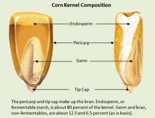 Fractionation Endosperm (starch) = fermentation Germ =