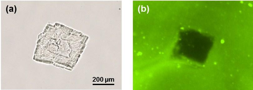 Fig. S9 (a) A photograph of Box-gel immersed in DMF and (b) a fluorescent micrograph of the Boxgel immersed in a dispersion of fluorescent microbeads (diameter: 0.5 μm) in DMF. References 1. S. Nagata, H.