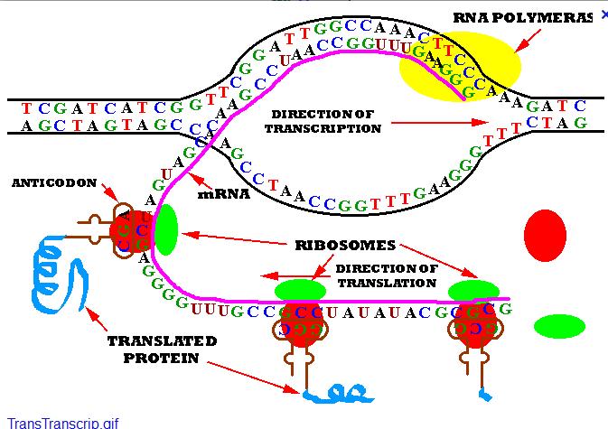 Section 14.2 Polypeptide synthesis transcription and splicing The basic process for polypeptide synthesis is as follows: 1. DNA provides the blueprint in the form of a sequence of nucleotides 2.