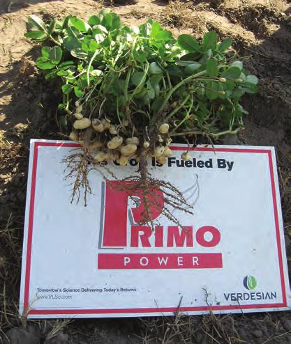 Deal says that even in less-than-ideal conditions, the specially selected strains of rhizobia in Primo Power CL are proven to help peanuts perform.