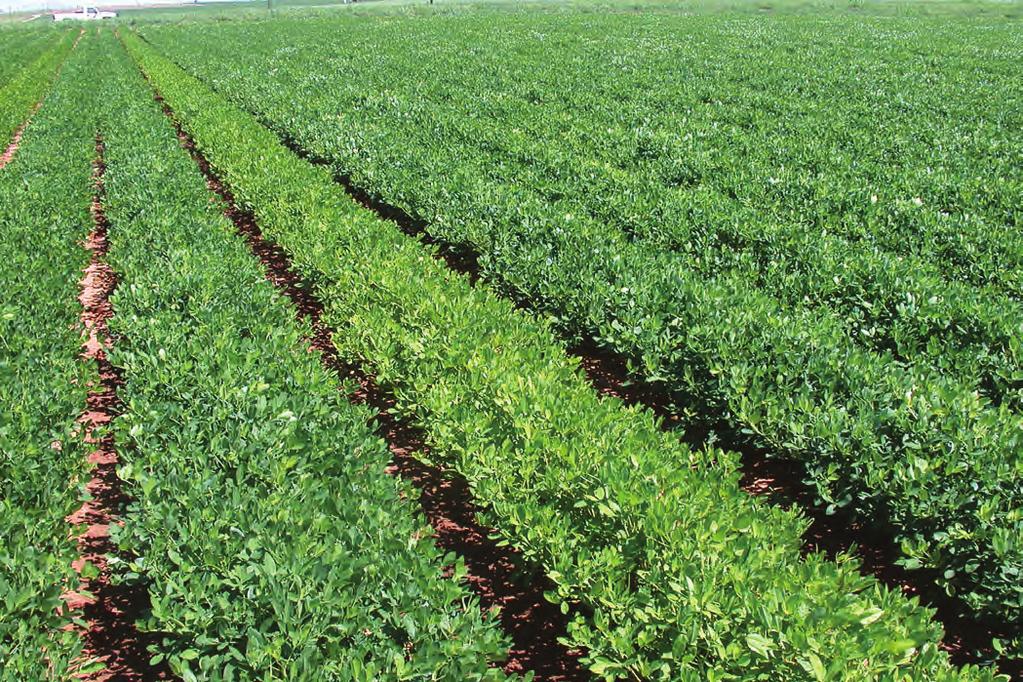 INOCULANT GUIDE SPONSORED BY VERDESIAN LIFE SCIENCES Peanut Yield Response and Economic Return at a Price of $535 per ton in Fields without a History of Peanuts versus Fields with Frequent Plantings