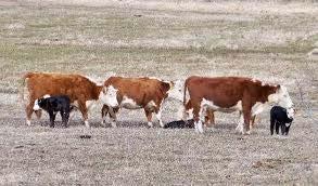 Crossbred Herd Hereford