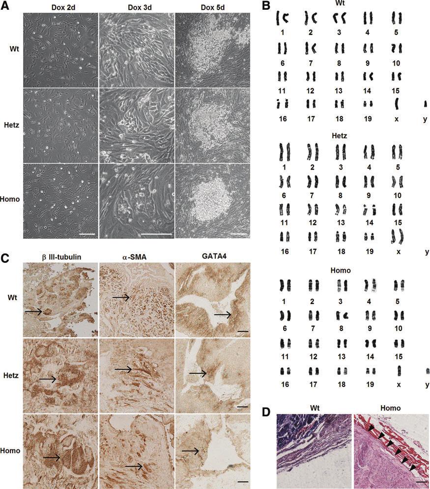 SUPPLEMENTARY FIG. S1. Characterization of induced pluripotent stem cells (ipscs) derived from mouse embryonic fibroblasts (MEFs) of the three genotypes. (A) MEFs of the three genotypes from 13.