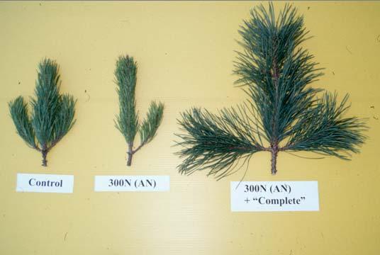 Lodgepole pine fertilization
