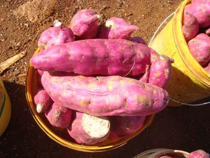 A paradigm shift in potato and sweetpotato research