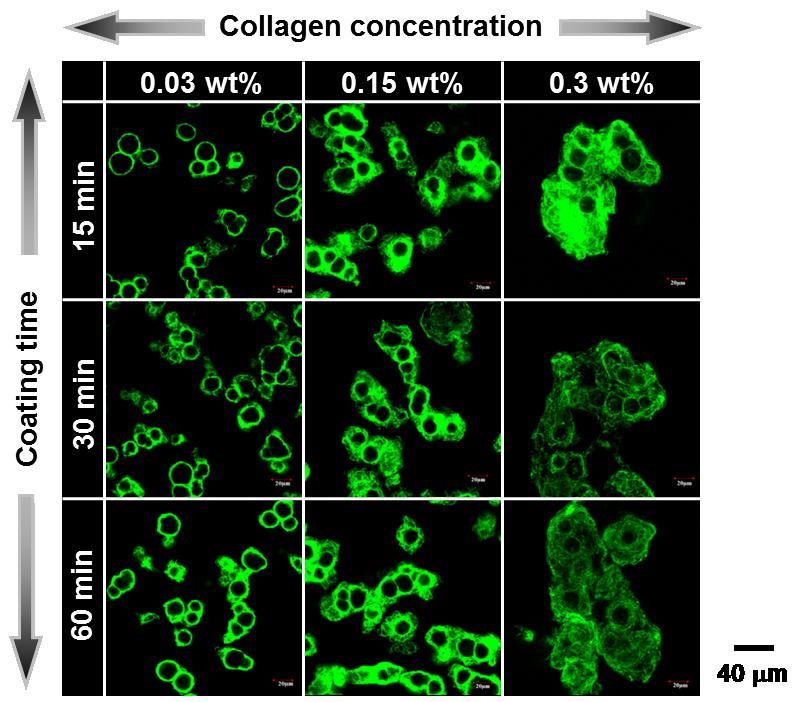 Page S4 Figure S2. CLSM images of NHDF cells coated with 0.03, 0.15, and 0.3 wt% FITCcollagen solutions for 15, 30, and 60 min. The experiment was repeated more than three times. 2.3.3. Coating Time We examined the effect of coating times to the formation of collagen layers onto the surface of cells: 0.