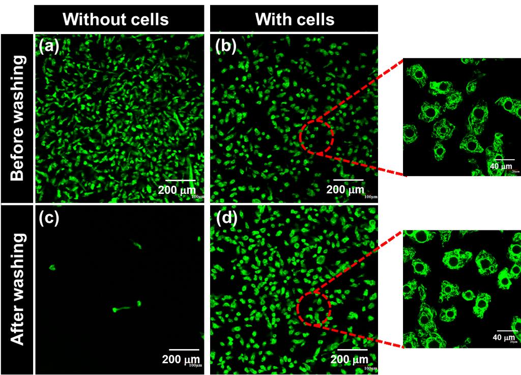 Page S7 Figure S6. CLSM images of 0.03 wt% FITC-collagen solutions after 90 min of incubation at 37 C without (a) or with NHDF cells (b).
