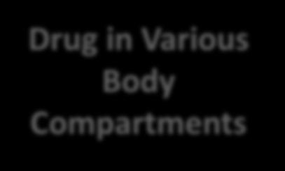 Various Body Compartments Distribution Drug