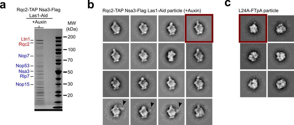 Supplementary Figure 2 Negative-stain EM of the Rqc2-TAP Nsa3-Flag particle under Las1 depletion conditions in comparison to mature 60S particles.