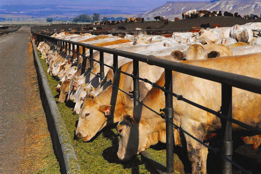 Environmental Issues with Raising Beef Every 16 kg of grain and soybeans fed to beef cattle in feedlots produce 1 kg of edible beef.