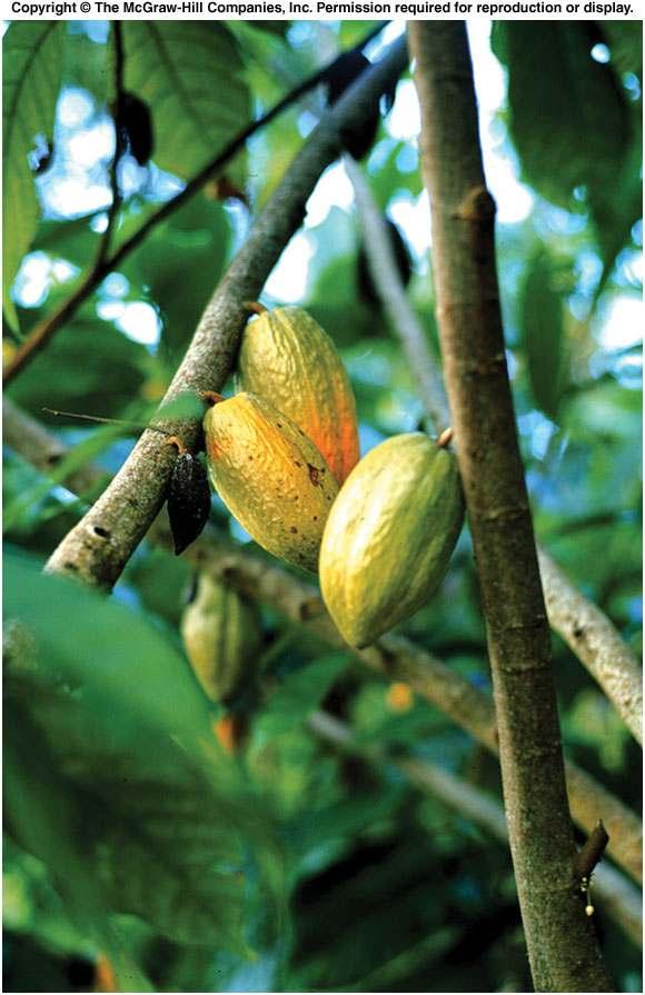 Cocoa pods (left) are growing directly on branches of a shadetolerant tree native to warm, moist