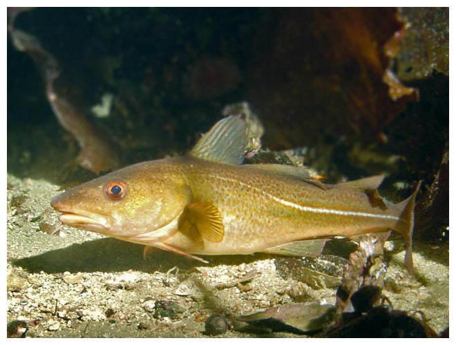 Coastal cod (Gadus Morhua), one of two
